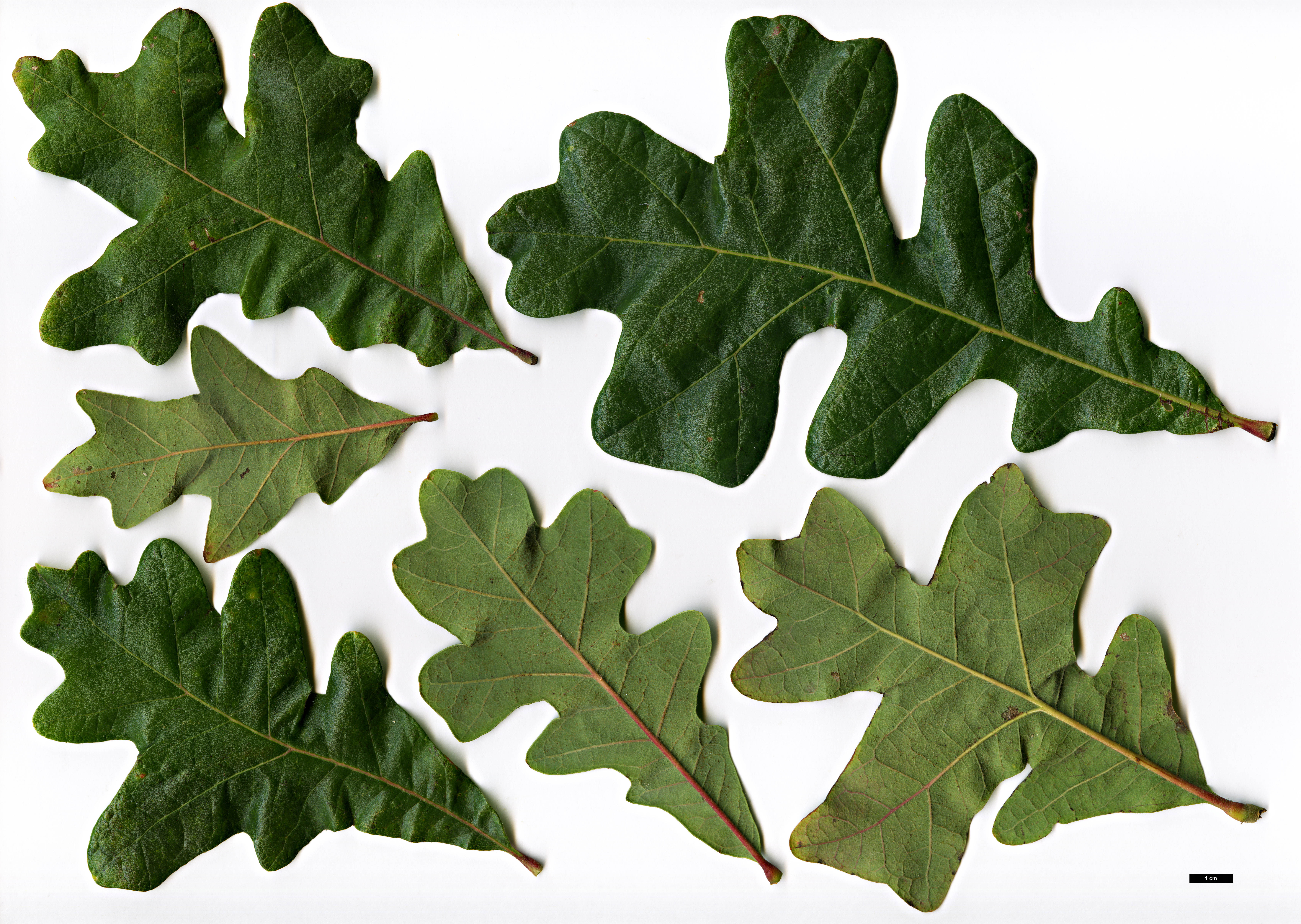 High resolution image: Family: Fagaceae - Genus: Quercus - Taxon: ×guadalupensis (Q.macrocarpa × Q.stellata)